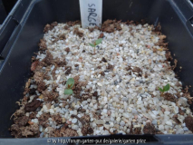 Malus sargentii Germination April 2015