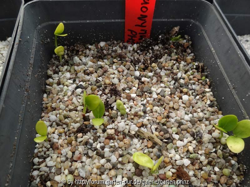 Euonymus phellomanus Germination April 2015