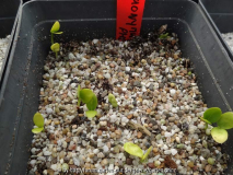 Euonymus phellomanus Germination April 2