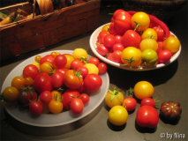 27. August 2006 Tomatenernte