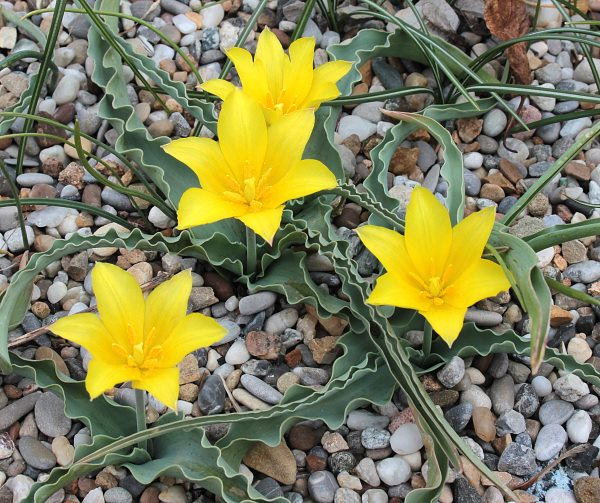 Tulipa iliensis