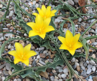 Tulipa iliensis