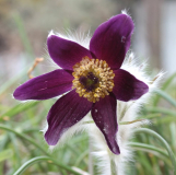 Pulsatilla montana