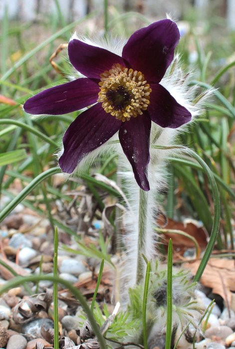 Pulsatilla montana
