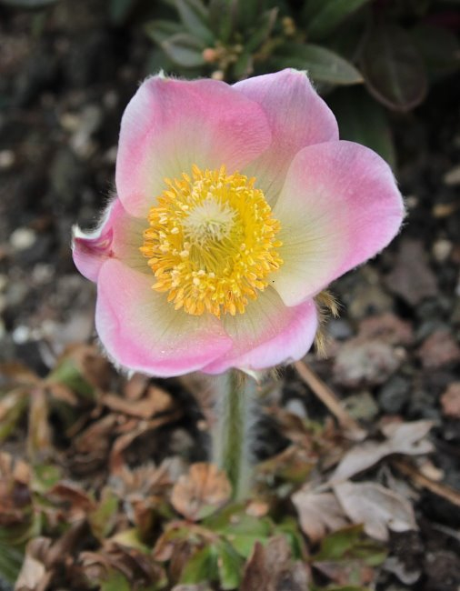 Pulsatilla vernalis