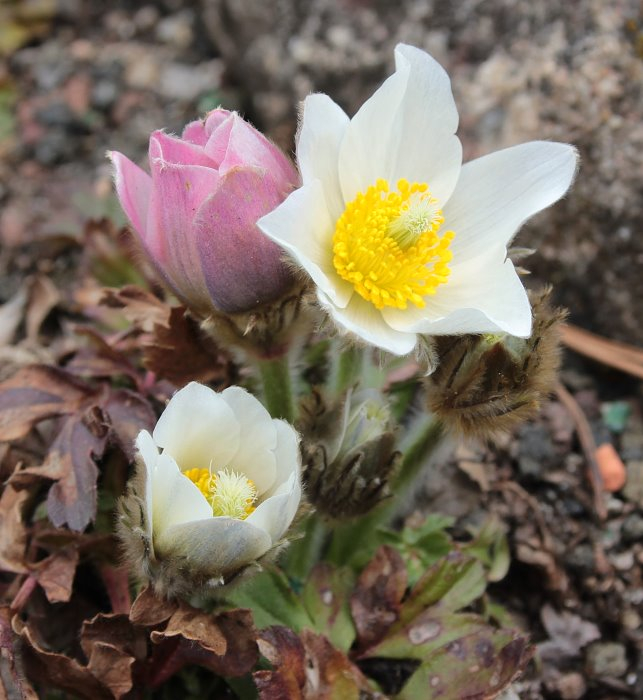 Pulsatilla vernalis