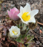 Pulsatilla vernalis