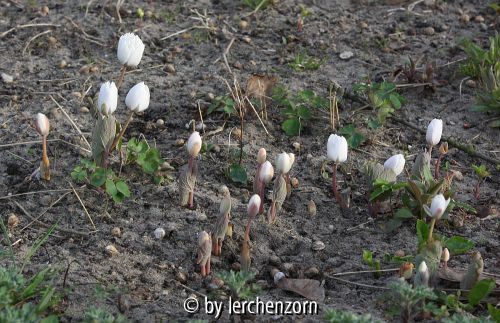 Sanguinaria canadensis