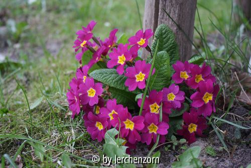 Primula Hybr.