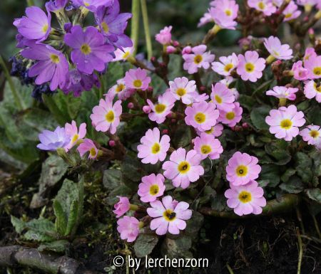 Primula Johanna