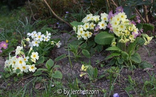 Primula Hybr. div.