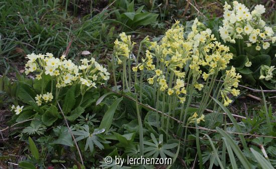 Primula elatior u. x digenea