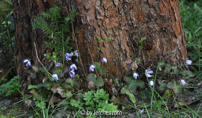 Hepatica nobilis