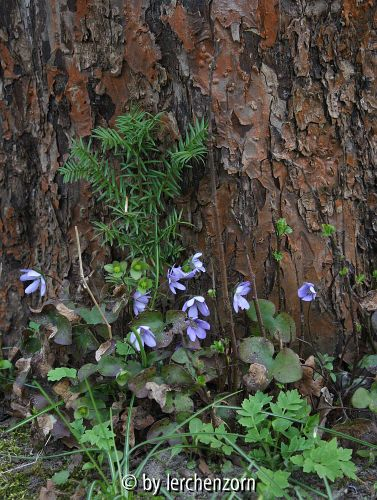 Hepatica nobilis