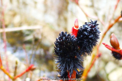 Salix gracilistyla 'Melanostachys'