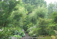 Salix