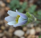 Pulsatilla violacea