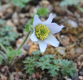 Pulsatilla violacea