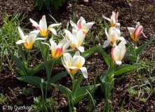 Vorgarten 4/15 Tulipa The First