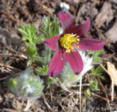 Vorgarten 4/15 Pulsatilla lilarot