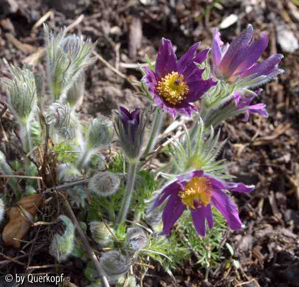Vorgarten 4/15 Pulsatilla