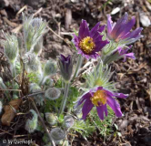 Vorgarten 4/15 Pulsatilla