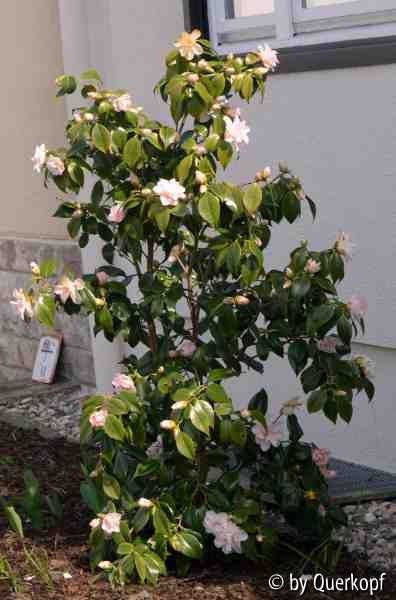 Vorgarten 4/15 Camellia Hagoromo
