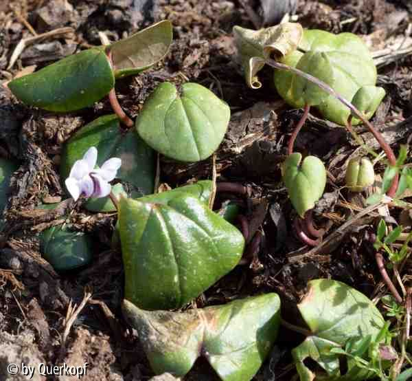 Vorgarten 4/15 Cyclamen-Finale