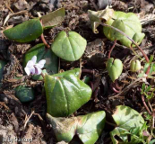 Vorgarten 4/15 Cyclamen-Finale