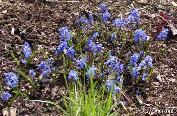 Vorgarten 4/15 Chionodoxa sardensis