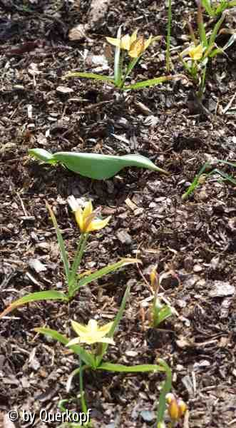 Vorgarten 4/15 Wildtulpen