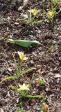 Vorgarten 4/15 Wildtulpen