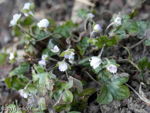 15-04-12 Hepatica pyrenaica weiß