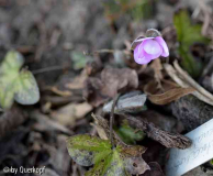 15-04-12 Hepatica pyrenaica rosa
