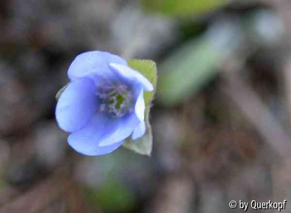 15-04-12 Hepatica himmelblau
