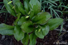 15-04-12 Erythronium Pagoda