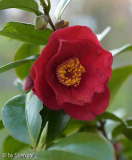 15-04-12 Camellia Dr. Burnside Blüte1