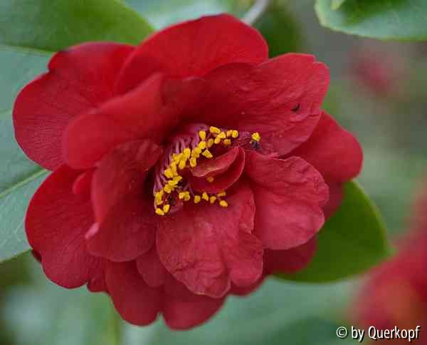 15-04-12 Camellia Dr. Burnside Blüte2