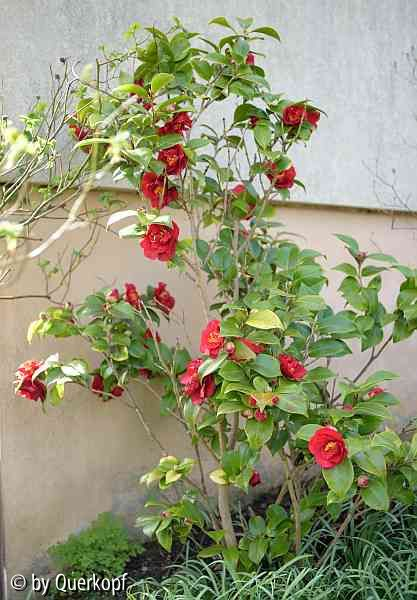 15-04-12 Camellia Dr. Burnside Habitus