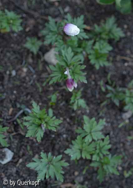 15-04-12 Anemone White Splendour