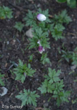 15-04-12 Anemone White Splendour