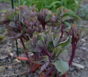 15-04-12 Paeonia mlokosewitchii