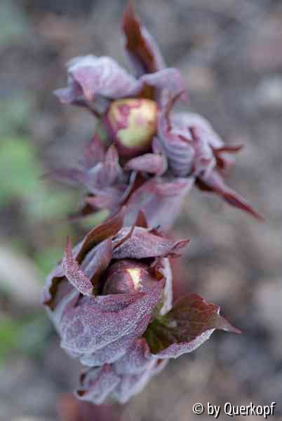 15-04-12 Paeonia Mai fleuri