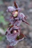 15-04-12 Paeonia Mai fleuri