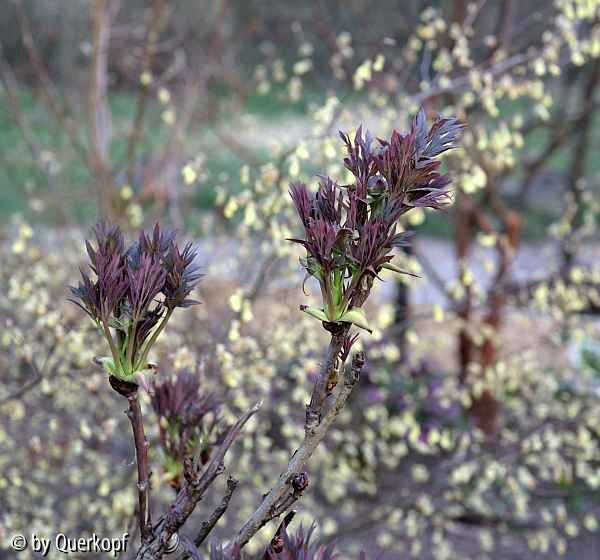 15-04-12 Paeonia delavayi und Corylopsis pauciflora
