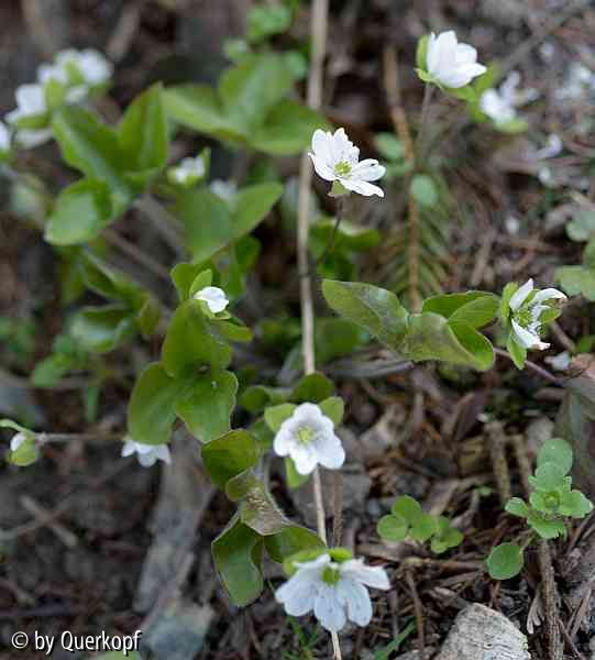 15-04-12 Hepatica Typ Sanssouci