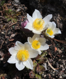 Pulsatilla vernalis