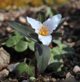 Trillium pusillum