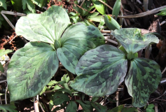 Trillium recurvatum