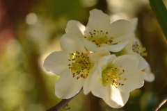 Chaenomeles japonica 'Nivalis'
